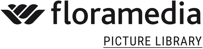 Picture library logo
